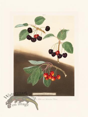 Brookshaw Fruit 35